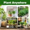 imageHOME GROWN   1000 Cilantro Seeds for Planting Indoors or Outdoors  NonGMO Heirloom Herbs Coriander Plant Seeds Herb Seeds Collection for Herb Garden Coriandrum sativum