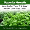 imageHOME GROWN   1000 Cilantro Seeds for Planting Indoors or Outdoors  NonGMO Heirloom Herbs Coriander Plant Seeds Herb Seeds Collection for Herb Garden Coriandrum sativum