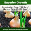 imageHOME GROWN   25 Heirloom Vegetable Seeds Kit  14200 NONGMO Seeds for Planting Vegetables Survival Garden Seed Vault Tomatoes Carrots Beans Kale Peppers Indoor Outdoor Garden8Pack