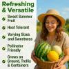 imageHOME GROWN   25 Heirloom Vegetable Seeds Kit  14200 NONGMO Seeds for Planting Vegetables Survival Garden Seed Vault Tomatoes Carrots Beans Kale Peppers Indoor Outdoor Garden5Pack