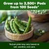 imageHOME GROWN   5 Pumpkin Seeds Mix  40 Seeds  Heirloom Pumpkin for Planting Ideal Garden for Unique Varieties Yellow Paris and Casper Culinary and Decorative UseSnap Pea