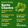 imageHOME GROWN   500 Cilantro Seeds for Planting Indoors or Outdoors  Heirloom  Coriander Seeds Grow Your Own Cilantro Plant  Culinary Herb Seeds for Your Herb GardenSanto Cilantro