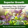 imageHOME GROWN   500 Cilantro Seeds for Planting Indoors or Outdoors  Heirloom  Coriander Seeds Grow Your Own Cilantro Plant  Culinary Herb Seeds for Your Herb GardenThai Basil