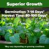 imageHOME GROWN   500 Cilantro Seeds for Planting Indoors or Outdoors  Heirloom  Coriander Seeds Grow Your Own Cilantro Plant  Culinary Herb Seeds for Your Herb GardenPeppermint