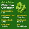 imageHOME GROWN   500 Cilantro Seeds for Planting Indoors or Outdoors  Heirloom  Coriander Seeds Grow Your Own Cilantro Plant  Culinary Herb Seeds for Your Herb GardenCoriander Cilantro