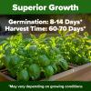 imageHOME GROWN   500 Cilantro Seeds for Planting Indoors or Outdoors  Heirloom  Coriander Seeds Grow Your Own Cilantro Plant  Culinary Herb Seeds for Your Herb GardenItalian Basil