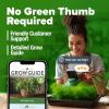 imageHOME GROWN   500 Cilantro Seeds for Planting Indoors or Outdoors  Heirloom  Coriander Seeds Grow Your Own Cilantro Plant  Culinary Herb Seeds for Your Herb GardenDill