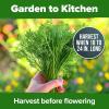 imageHOME GROWN   500 Cilantro Seeds for Planting Indoors or Outdoors  Heirloom  Coriander Seeds Grow Your Own Cilantro Plant  Culinary Herb Seeds for Your Herb GardenDill