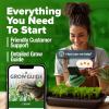 imageHOME GROWN   500 Cilantro Seeds for Planting Indoors or Outdoors  Heirloom  Coriander Seeds Grow Your Own Cilantro Plant  Culinary Herb Seeds for Your Herb GardenCatnip