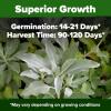 imageHOME GROWN   500 Cilantro Seeds for Planting Indoors or Outdoors  Heirloom  Coriander Seeds Grow Your Own Cilantro Plant  Culinary Herb Seeds for Your Herb GardenWhite Sage