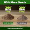 imageHOME GROWN   500 Cilantro Seeds for Planting Indoors or Outdoors  Heirloom  Coriander Seeds Grow Your Own Cilantro Plant  Culinary Herb Seeds for Your Herb GardenCulantro