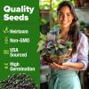 imageHOME GROWN   500 Cilantro Seeds for Planting Indoors or Outdoors  Heirloom  Coriander Seeds Grow Your Own Cilantro Plant  Culinary Herb Seeds for Your Herb GardenThai Basil