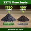 imageHOME GROWN   500 Cilantro Seeds for Planting Indoors or Outdoors  Heirloom  Coriander Seeds Grow Your Own Cilantro Plant  Culinary Herb Seeds for Your Herb GardenBasil Genovese