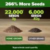 imageHOME GROWN   500 Cilantro Seeds for Planting Indoors or Outdoors  Heirloom  Coriander Seeds Grow Your Own Cilantro Plant  Culinary Herb Seeds for Your Herb GardenCreeping Thyme