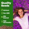 imageHOME GROWN   500 Cilantro Seeds for Planting Indoors or Outdoors  Heirloom  Coriander Seeds Grow Your Own Cilantro Plant  Culinary Herb Seeds for Your Herb GardenCreeping Thyme
