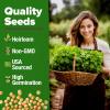 imageHOME GROWN   500 Cilantro Seeds for Planting Indoors or Outdoors  Heirloom  Coriander Seeds Grow Your Own Cilantro Plant  Culinary Herb Seeds for Your Herb GardenCoriander Cilantro