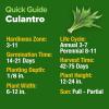 imageHOME GROWN   500 Cilantro Seeds for Planting Indoors or Outdoors  Heirloom  Coriander Seeds Grow Your Own Cilantro Plant  Culinary Herb Seeds for Your Herb GardenCulantro