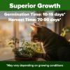 imageHOME GROWN   500 Cilantro Seeds for Planting Indoors or Outdoors  Heirloom  Coriander Seeds Grow Your Own Cilantro Plant  Culinary Herb Seeds for Your Herb GardenCatnip