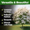 imageHOME GROWN   Aubrieta Rock Cress Purple Flowering Ground Cover Seed Pack Perennial Cress Seeds for Planting Outdoor Lawn Gardens 300  Aubrieta deltoidea Flower SeedsWhite Lilac