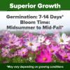 imageHOME GROWN   Aubrieta Rock Cress Purple Flowering Ground Cover Seed Pack Perennial Cress Seeds for Planting Outdoor Lawn Gardens 300  Aubrieta deltoidea Flower SeedsCosmos