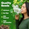 imageHOME GROWN   Aubrieta Rock Cress Purple Flowering Ground Cover Seed Pack Perennial Cress Seeds for Planting Outdoor Lawn Gardens 300  Aubrieta deltoidea Flower SeedsWhite Lilac