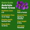 imageHOME GROWN   Aubrieta Rock Cress Purple Flowering Ground Cover Seed Pack Perennial Cress Seeds for Planting Outdoor Lawn Gardens 300  Aubrieta deltoidea Flower SeedsRock Cress Purple