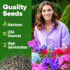 imageHOME GROWN   Aubrieta Rock Cress Purple Flowering Ground Cover Seed Pack Perennial Cress Seeds for Planting Outdoor Lawn Gardens 300  Aubrieta deltoidea Flower SeedsMoss Verbena Mix
