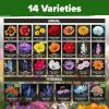 imageHOME GROWN   Aubrieta Rock Cress Purple Flowering Ground Cover Seed Pack Perennial Cress Seeds for Planting Outdoor Lawn Gardens 300  Aubrieta deltoidea Flower SeedsMonarch Meadow