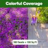 imageHOME GROWN   Aubrieta Rock Cress Purple Flowering Ground Cover Seed Pack Perennial Cress Seeds for Planting Outdoor Lawn Gardens 300  Aubrieta deltoidea Flower SeedsRock Cress Purple