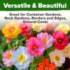 imageHOME GROWN   Aubrieta Rock Cress Purple Flowering Ground Cover Seed Pack Perennial Cress Seeds for Planting Outdoor Lawn Gardens 300  Aubrieta deltoidea Flower SeedsMoss Rose