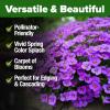 imageHOME GROWN   Aubrieta Rock Cress Purple Flowering Ground Cover Seed Pack Perennial Cress Seeds for Planting Outdoor Lawn Gardens 300  Aubrieta deltoidea Flower SeedsRock Cress Purple
