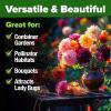 imageHOME GROWN   Aubrieta Rock Cress Purple Flowering Ground Cover Seed Pack Perennial Cress Seeds for Planting Outdoor Lawn Gardens 300  Aubrieta deltoidea Flower SeedsZinnia Dahlia