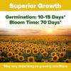 imageHOME GROWN   Autumn Beauty Sunflower Seeds to Plant 40 Heirloom NonGMO Sunflower Seeds for Planting Blooms for Pollinator Support and Ornamental Flower Garden Helianthus annuusMammoth Sunflower