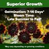 imageHOME GROWN   Autumn Beauty Sunflower Seeds to Plant 40 Heirloom NonGMO Sunflower Seeds for Planting Blooms for Pollinator Support and Ornamental Flower Garden Helianthus annuusChocolate Cherry Sunflower