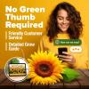 imageHOME GROWN   Autumn Beauty Sunflower Seeds to Plant 40 Heirloom NonGMO Sunflower Seeds for Planting Blooms for Pollinator Support and Ornamental Flower Garden Helianthus annuus8 Varieties Sunflower