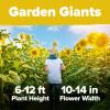 imageHOME GROWN   Autumn Beauty Sunflower Seeds to Plant 40 Heirloom NonGMO Sunflower Seeds for Planting Blooms for Pollinator Support and Ornamental Flower Garden Helianthus annuusMammoth Sunflower