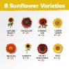 imageHOME GROWN   Autumn Beauty Sunflower Seeds to Plant 40 Heirloom NonGMO Sunflower Seeds for Planting Blooms for Pollinator Support and Ornamental Flower Garden Helianthus annuus8 Varieties Sunflower