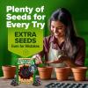imageHOME GROWN   Autumn Beauty Sunflower Seeds to Plant 40 Heirloom NonGMO Sunflower Seeds for Planting Blooms for Pollinator Support and Ornamental Flower Garden Helianthus annuusChocolate Cherry Sunflower