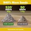imageHOME GROWN   Autumn Beauty Sunflower Seeds to Plant 40 Heirloom NonGMO Sunflower Seeds for Planting Blooms for Pollinator Support and Ornamental Flower Garden Helianthus annuusMammoth Sunflower