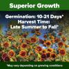 imageHOME GROWN   Autumn Beauty Sunflower Seeds to Plant 40 Heirloom NonGMO Sunflower Seeds for Planting Blooms for Pollinator Support and Ornamental Flower Garden Helianthus annuusAutumn Beauty Sunflower