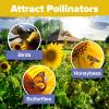 imageHOME GROWN   Autumn Beauty Sunflower Seeds to Plant 40 Heirloom NonGMO Sunflower Seeds for Planting Blooms for Pollinator Support and Ornamental Flower Garden Helianthus annuusMammoth Sunflower