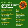 imageHOME GROWN   Autumn Beauty Sunflower Seeds to Plant 40 Heirloom NonGMO Sunflower Seeds for Planting Blooms for Pollinator Support and Ornamental Flower Garden Helianthus annuusAutumn Beauty Sunflower