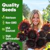 imageHOME GROWN   Autumn Beauty Sunflower Seeds to Plant 40 Heirloom NonGMO Sunflower Seeds for Planting Blooms for Pollinator Support and Ornamental Flower Garden Helianthus annuusChocolate Cherry Sunflower