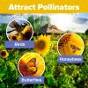 imageHOME GROWN   Autumn Beauty Sunflower Seeds to Plant 40 Heirloom NonGMO Sunflower Seeds for Planting Blooms for Pollinator Support and Ornamental Flower Garden Helianthus annuus8 Varieties Sunflower
