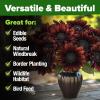 imageHOME GROWN   Autumn Beauty Sunflower Seeds to Plant 40 Heirloom NonGMO Sunflower Seeds for Planting Blooms for Pollinator Support and Ornamental Flower Garden Helianthus annuusChocolate Cherry Sunflower