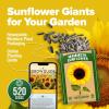 imageHOME GROWN   Autumn Beauty Sunflower Seeds to Plant 40 Heirloom NonGMO Sunflower Seeds for Planting Blooms for Pollinator Support and Ornamental Flower Garden Helianthus annuusMammoth Sunflower