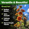 imageHOME GROWN   Autumn Beauty Sunflower Seeds to Plant 40 Heirloom NonGMO Sunflower Seeds for Planting Blooms for Pollinator Support and Ornamental Flower Garden Helianthus annuusAutumn Beauty Sunflower