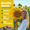 imageHOME GROWN   Autumn Beauty Sunflower Seeds to Plant 40 Heirloom NonGMO Sunflower Seeds for Planting Blooms for Pollinator Support and Ornamental Flower Garden Helianthus annuusMammoth Sunflower