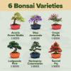 imageHOME GROWN  Bonsai Tree Kit  6 Heirloom Varieties with Unique Pots  DIY Bonsai Starter Kit for Adults ampamp Beginners  Christmas Gift for Men Women Gardeners Plant Lovers  Indoor Growing KitMaster Kit