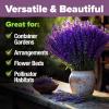 imageHOME GROWN 10 Herb Seeds for Planting 3000 NonGMO Heirloom Seeds  Extra Large Variety Pack Herb Kit  Indoor Outdoor ampamp Hydroponic  Culinary Seed Set  Grow Your Own Herbs  Gift for Beginners1Pack